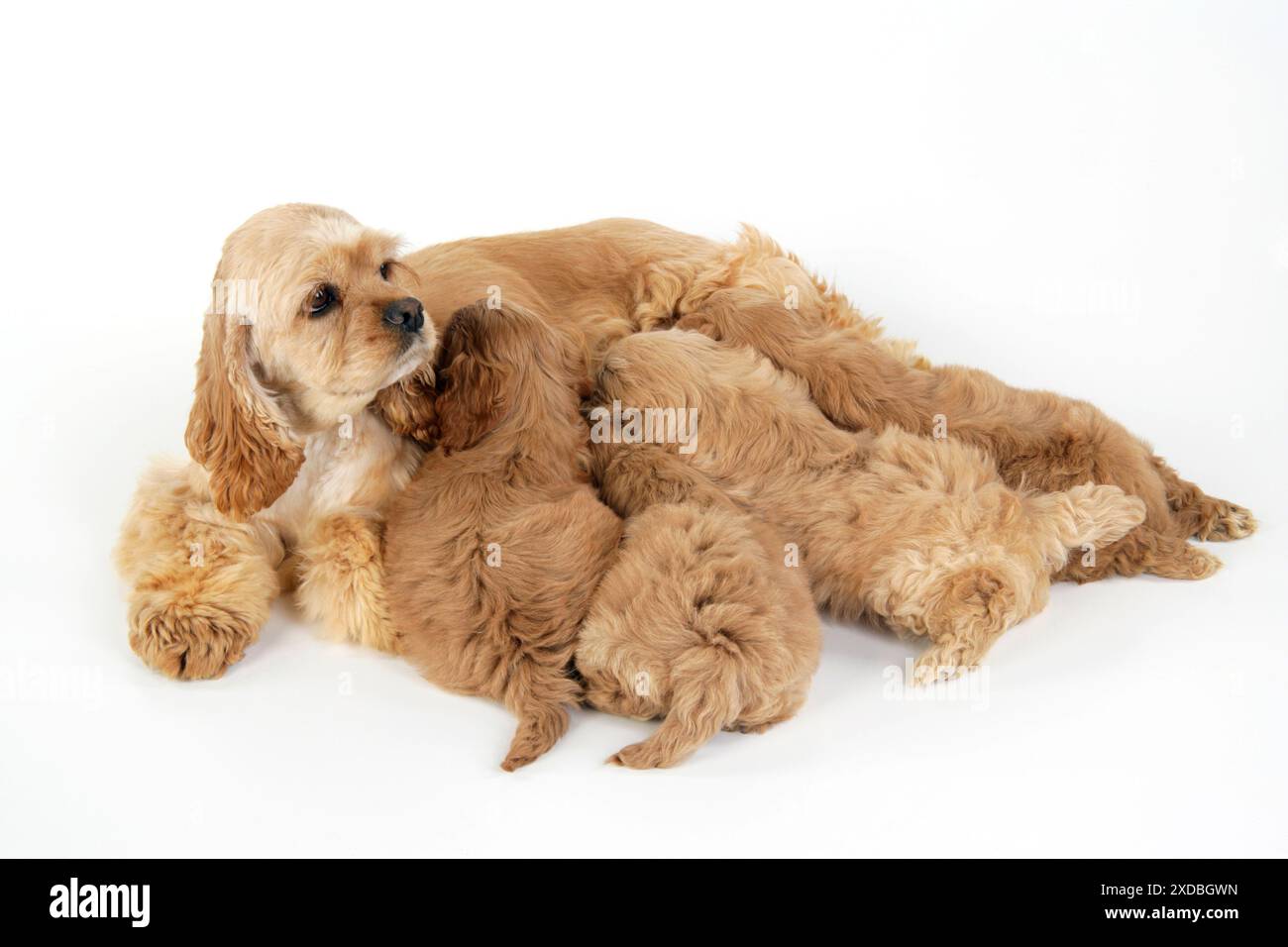 Dog. Cockerpoo puppies (7 weeks old) with mother Stock Photo - Alamy