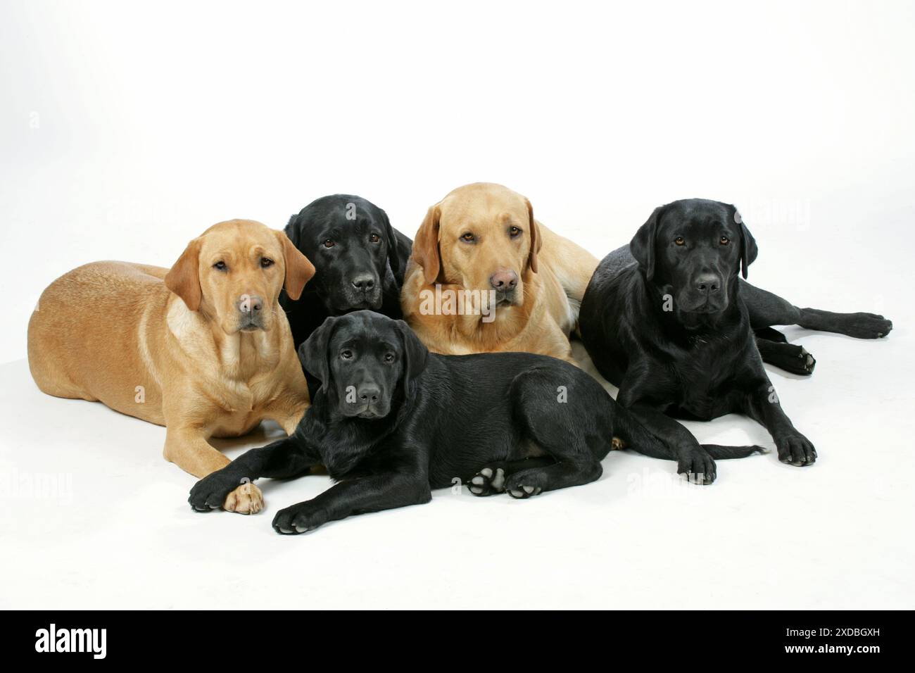 Dogs - Black and Yellow Labradors with Black Labrador puppy Stock Photo ...
