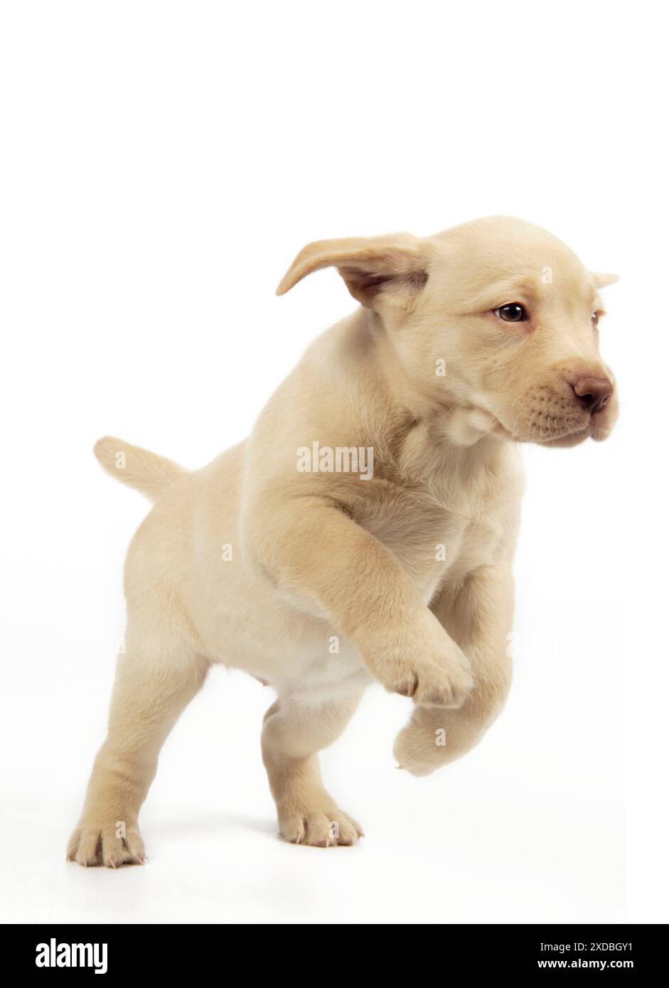 8 week old hi-res stock photography and images - Alamy