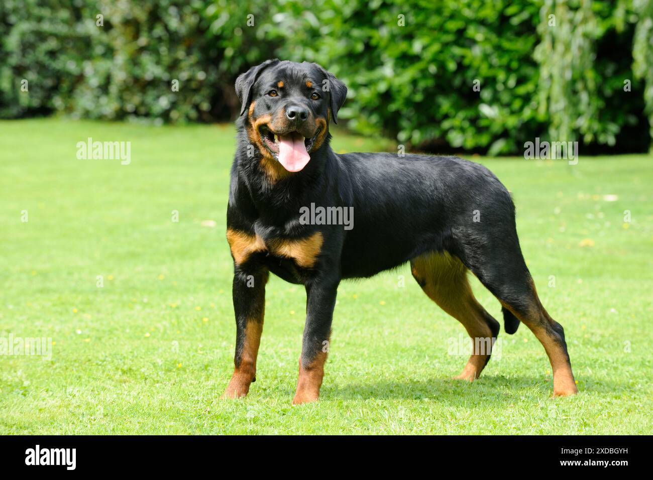 Standing rottweiler hi-res stock photography and images - Alamy