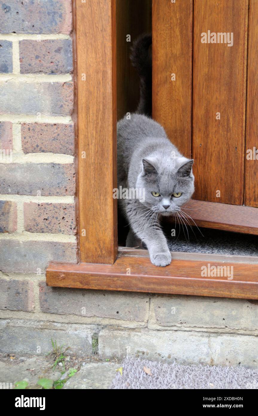 CAT. walking out of back door Stock Photo