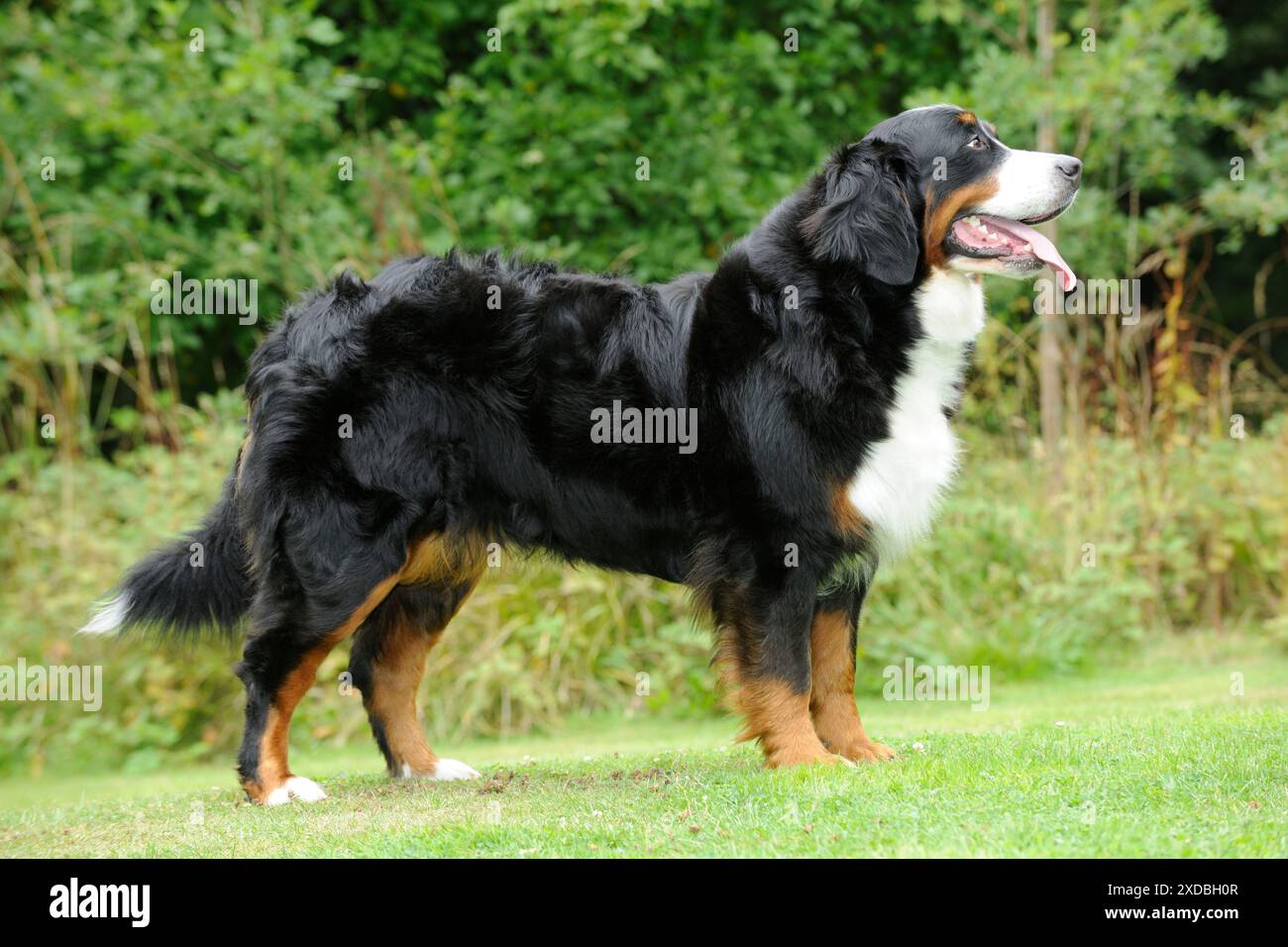 Bernese Mountain Dog - on grass Stock Photo