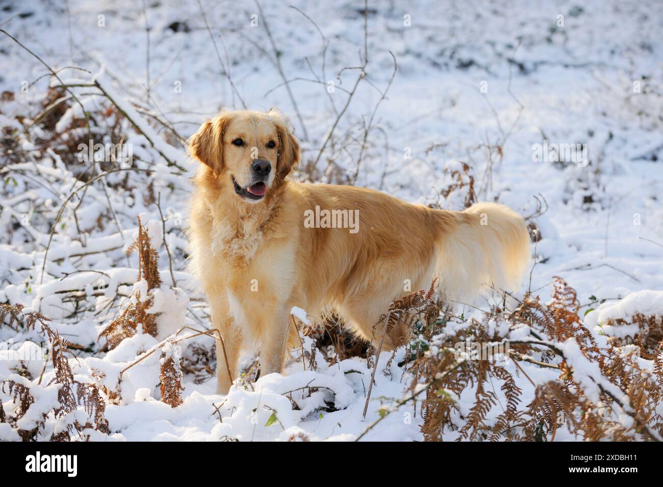 DOG. Golden retriever standing in the snow Stock Photo - Alamy
