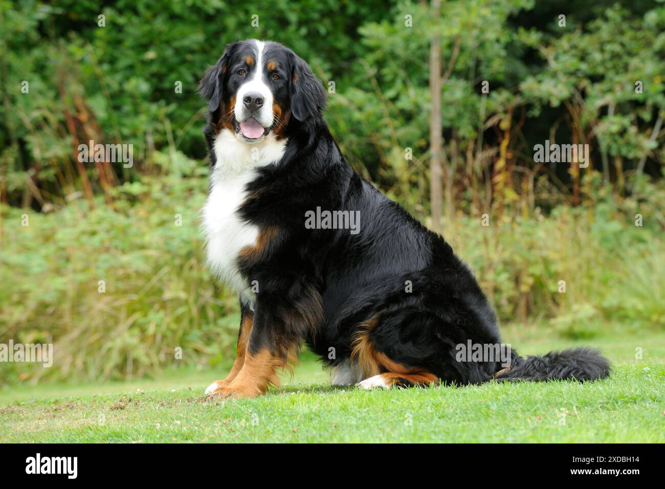 Bernese Mountain Dog - on grass Stock Photo