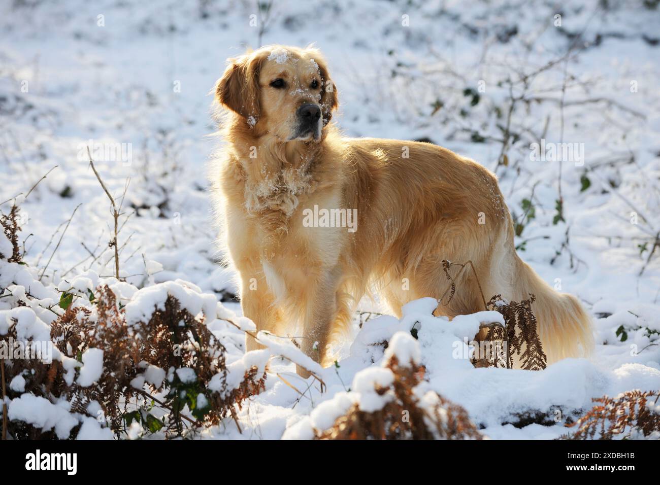 DOG. Golden retriever standing in the snow Stock Photo - Alamy