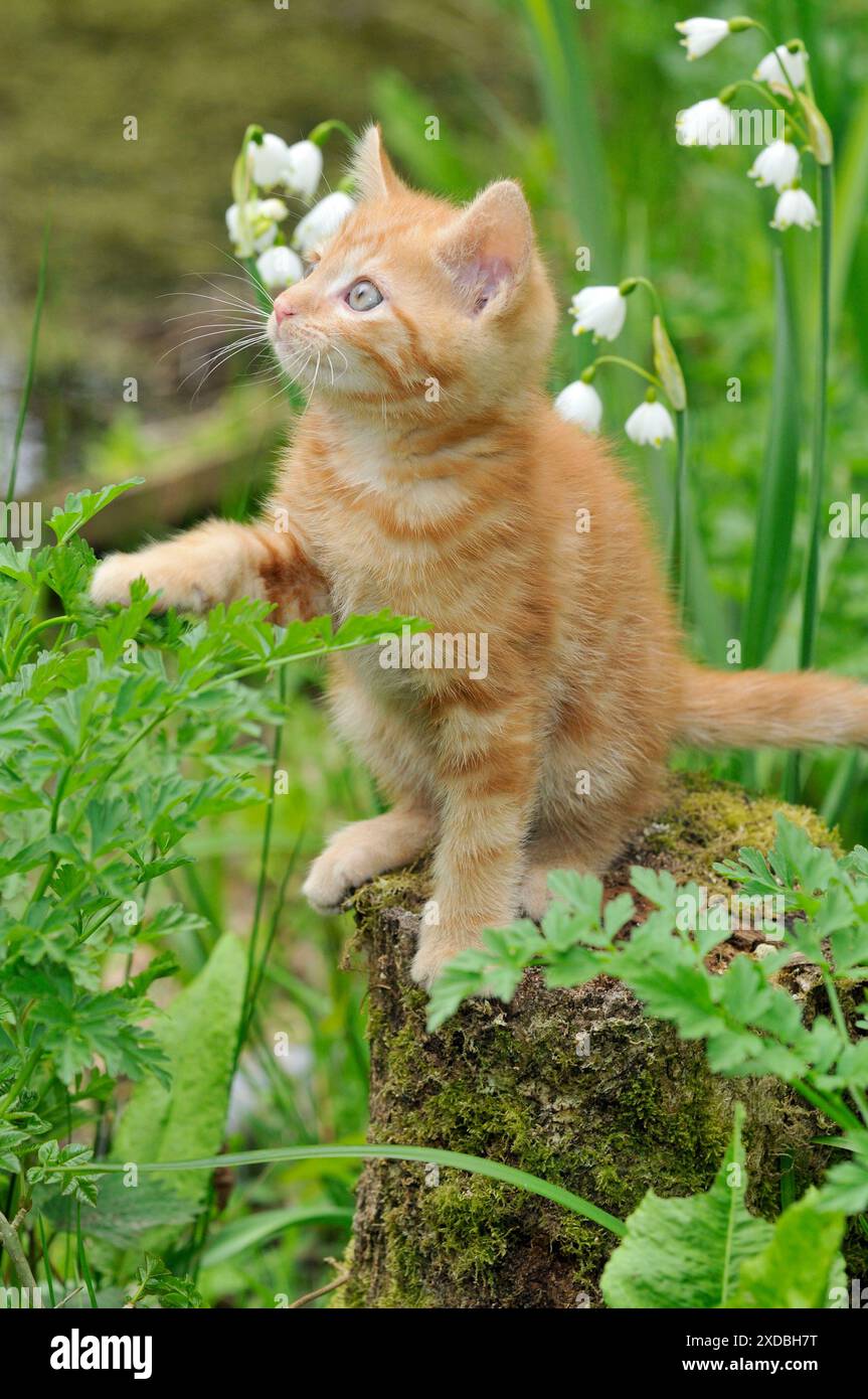 Cat. Kitten on tree stump Stock Photo