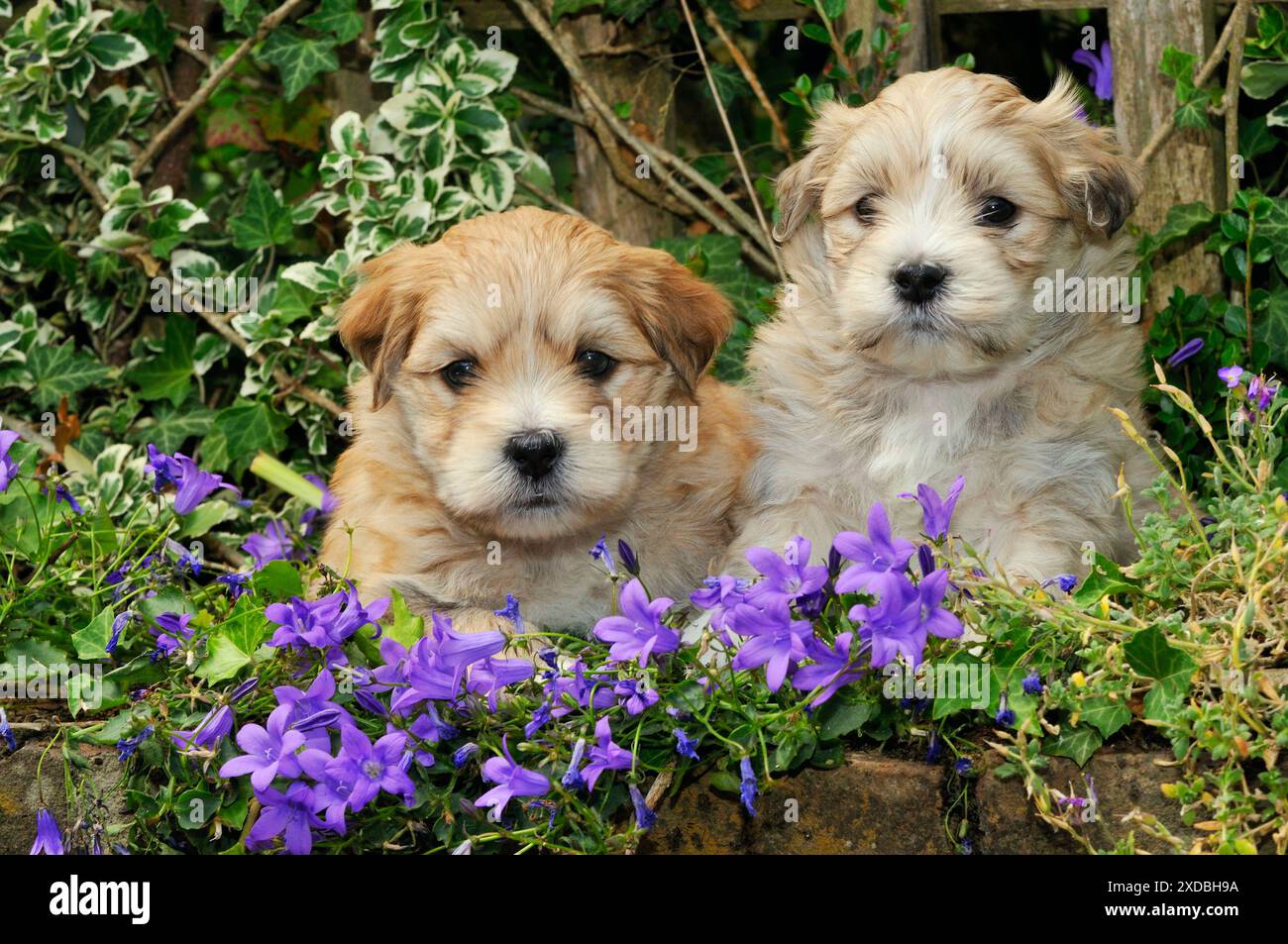 Dog. Teddy bear puppies sitting in purple flowers Stock Photo