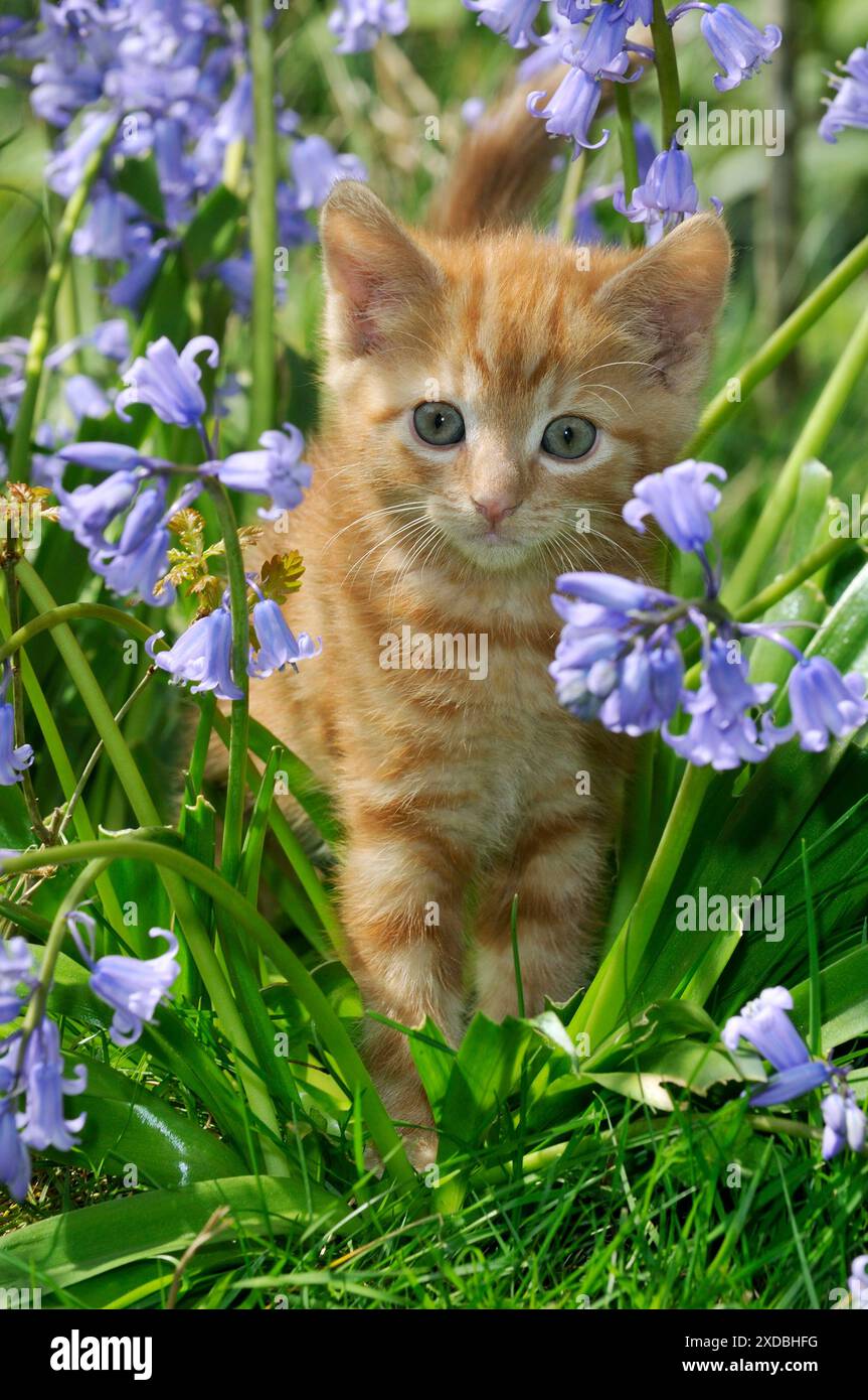 KITTEN. ( ginger) in bluebells Stock Photo