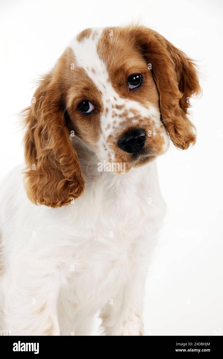 DOG - Cocker spaniel Stock Photo