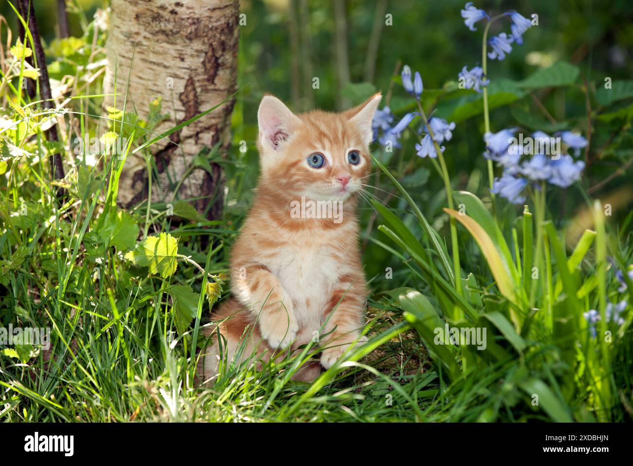 KITTEN - Kitten in bluebells Stock Photo