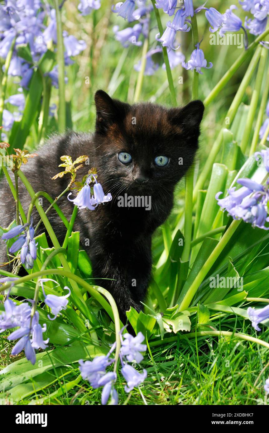 KITTEN. ( black ) in bluebells Stock Photo