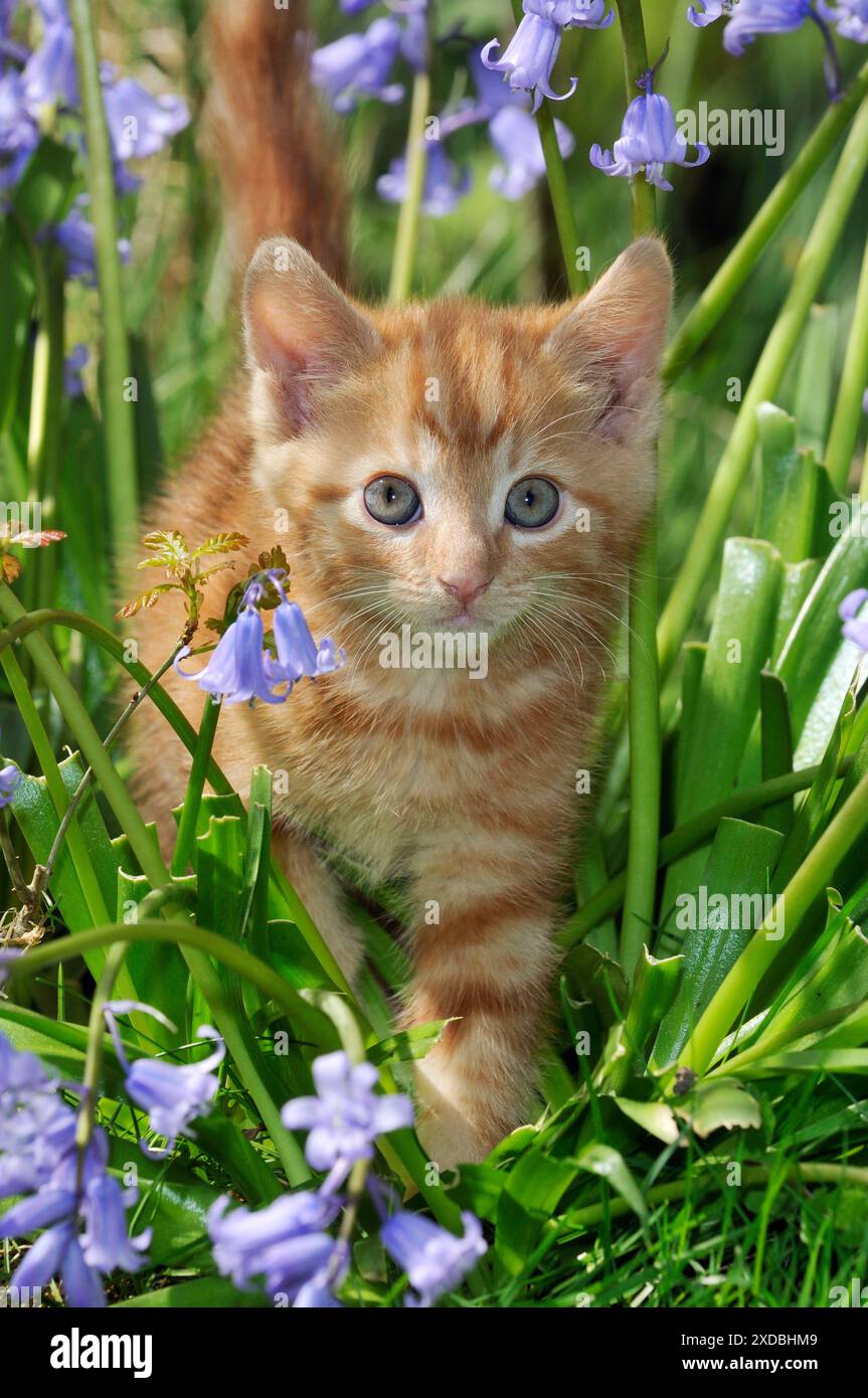 KITTEN. ( ginger) in bluebells Stock Photo