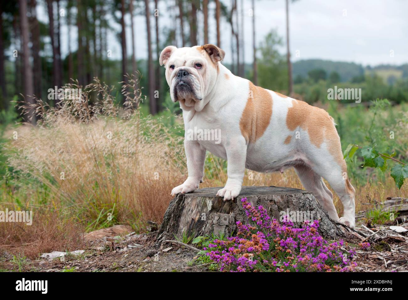 Tree stump stand hi-res stock photography and images - Alamy