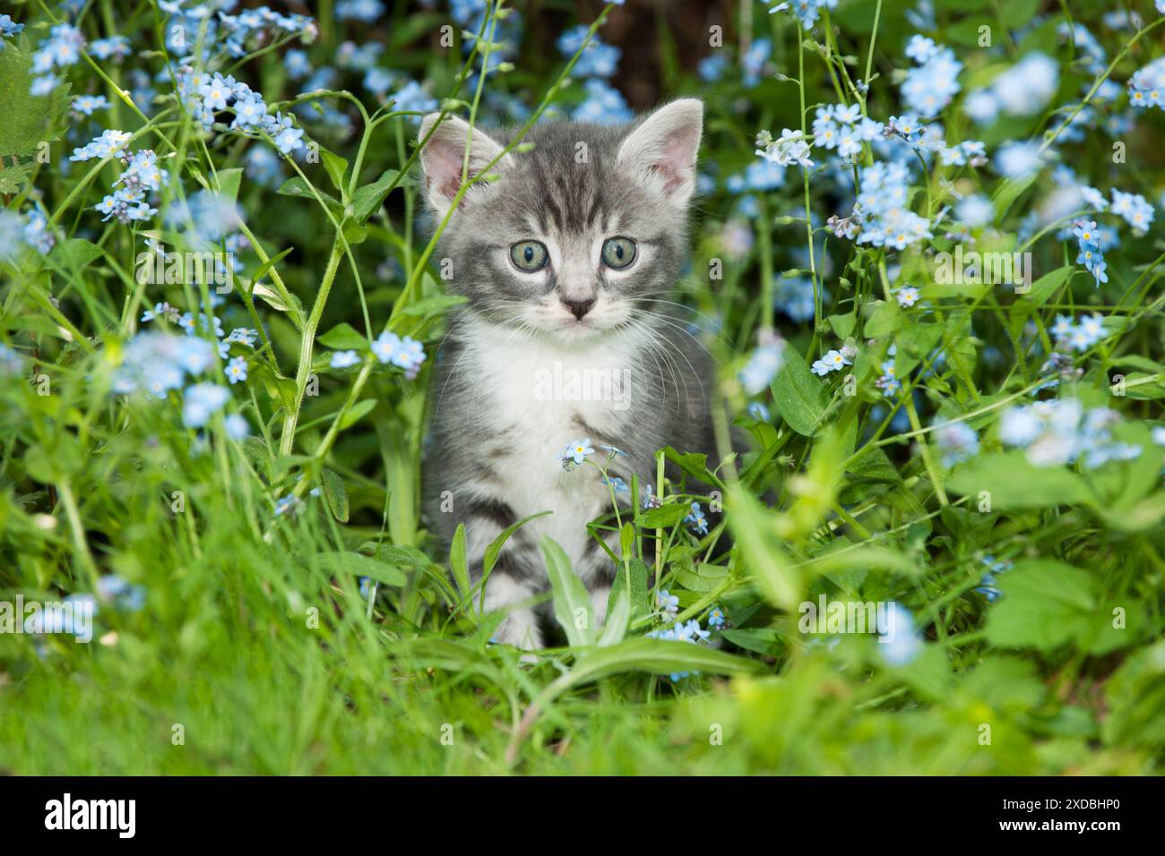 KITTEN - Kitten in garden Stock Photo