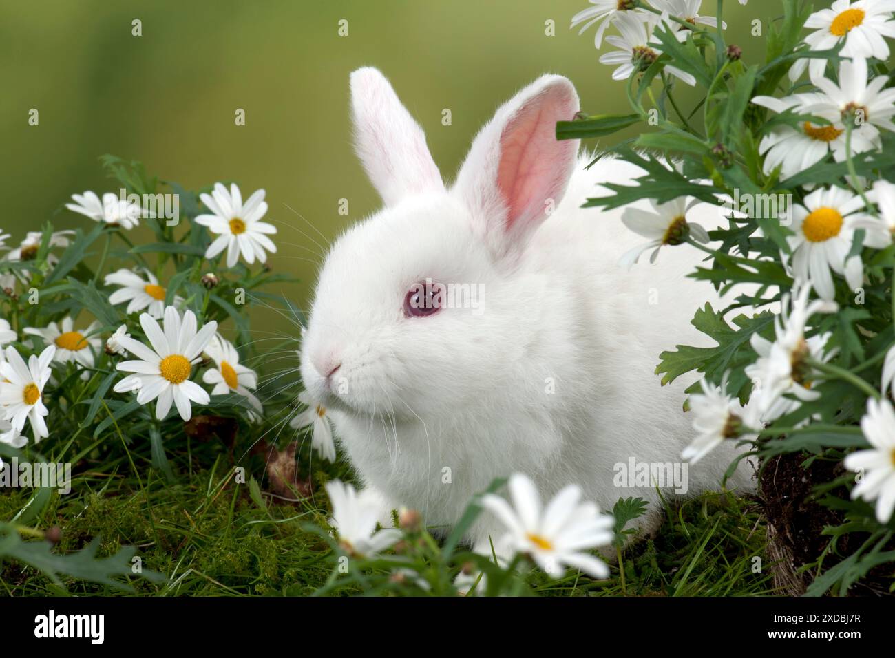 RABBIT - Mini Ivory Satin Rabbit - sitting in flowers Stock Photo - Alamy