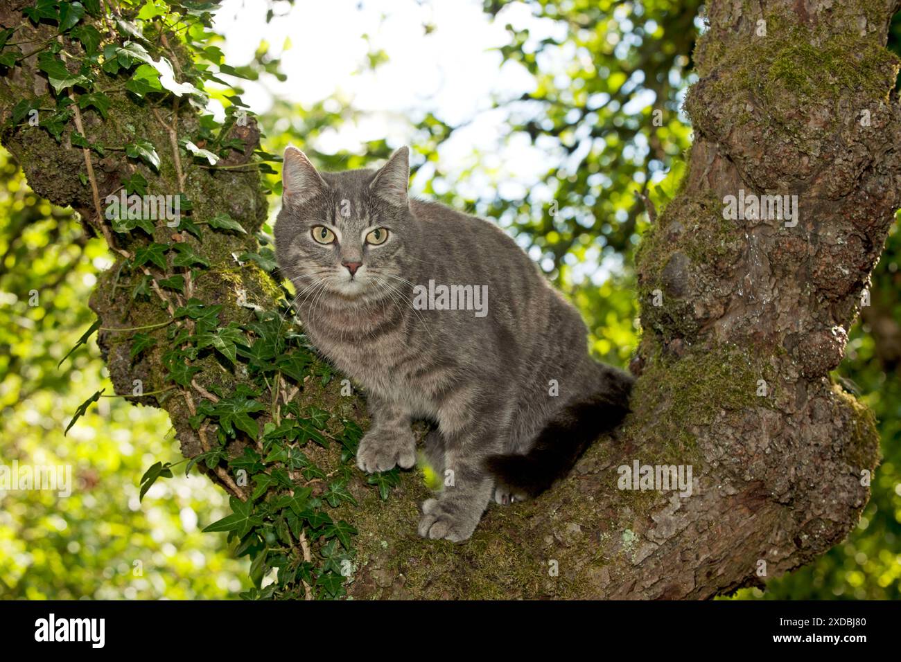 CAT - Grey tabby cat Stock Photo