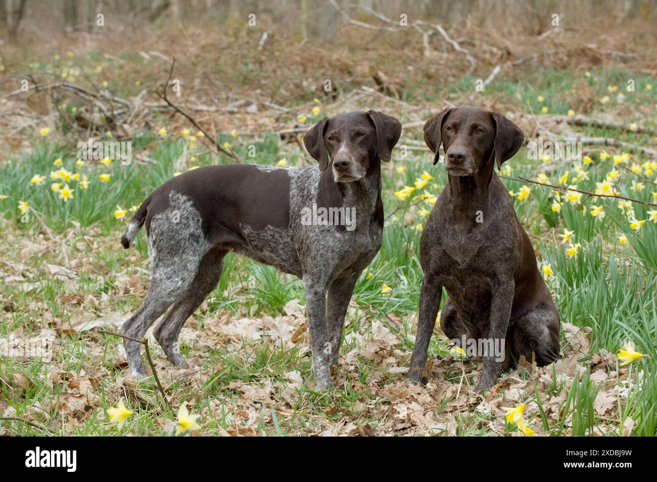 DOG - German short-haired pointer Stock Photo