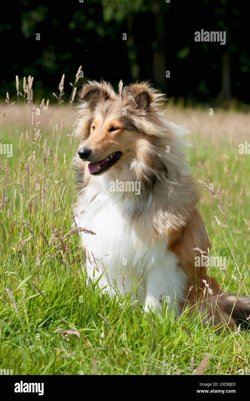 Dog Rough Collie Stock Photo
