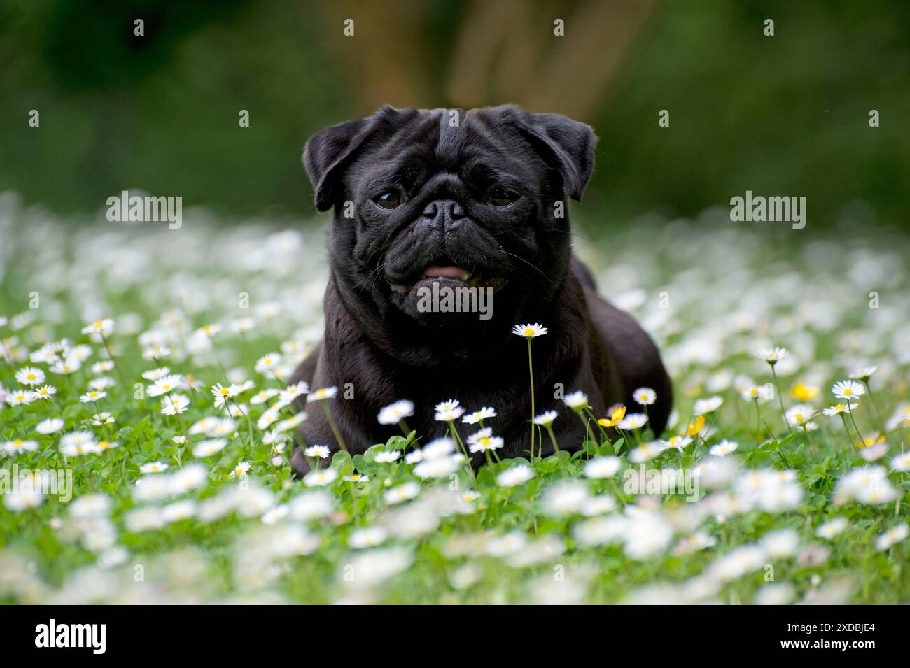 Dog - Black Pug in daisies Stock Photo