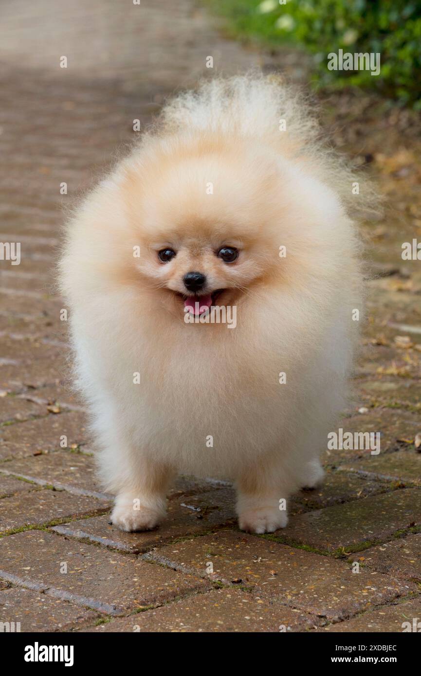 Dog - Pomerainian Stock Photo