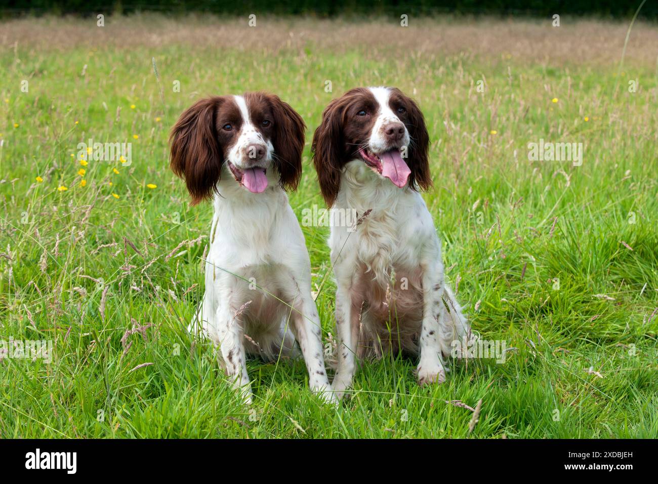Dog English Springer Spaniels Stock Photo