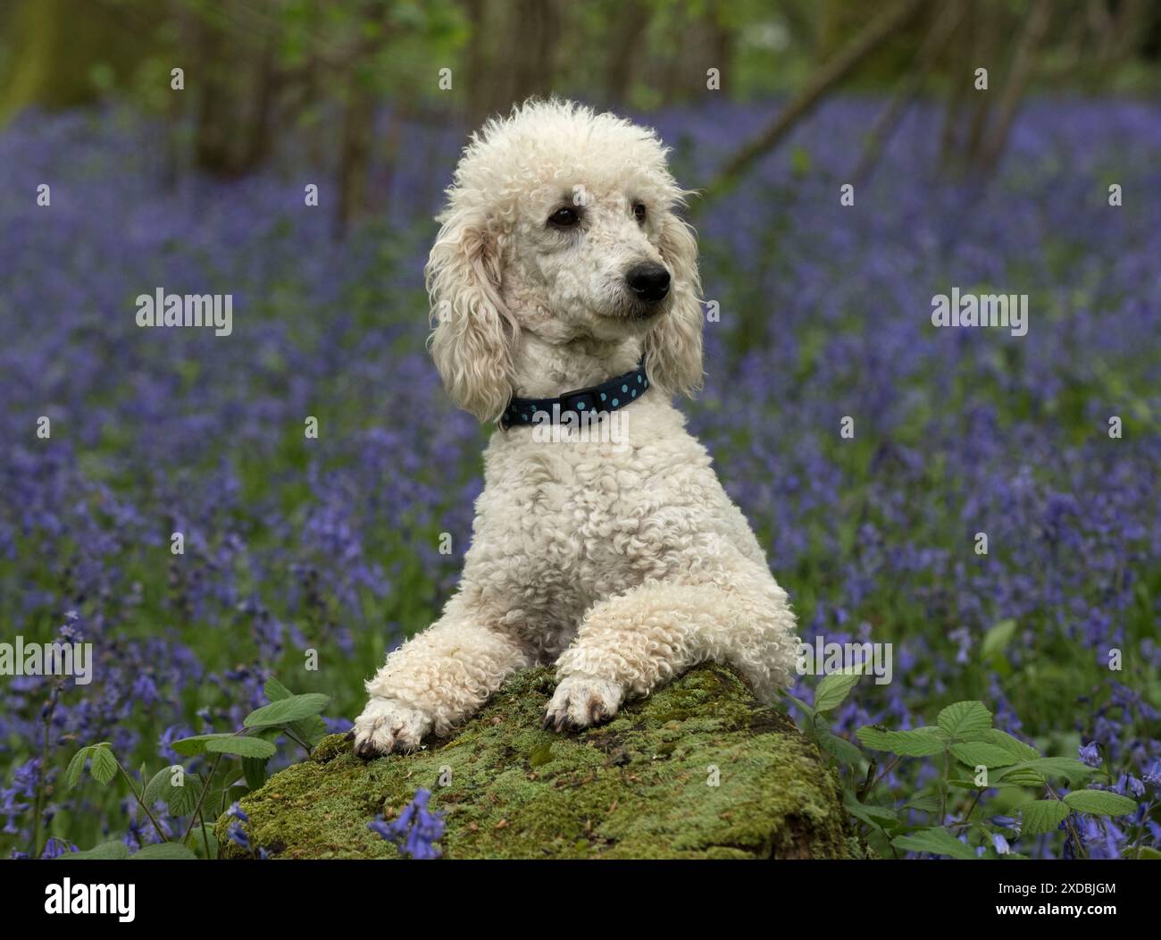 Dog Labradoodle Stock Photo