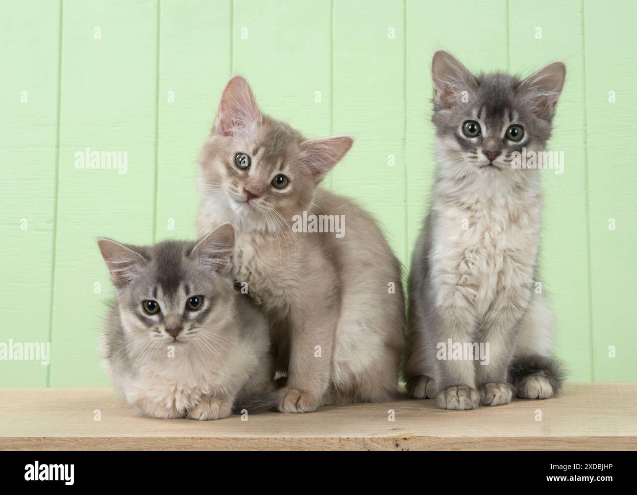 Cat - 8 week old Somali Kitten Stock Photo - Alamy