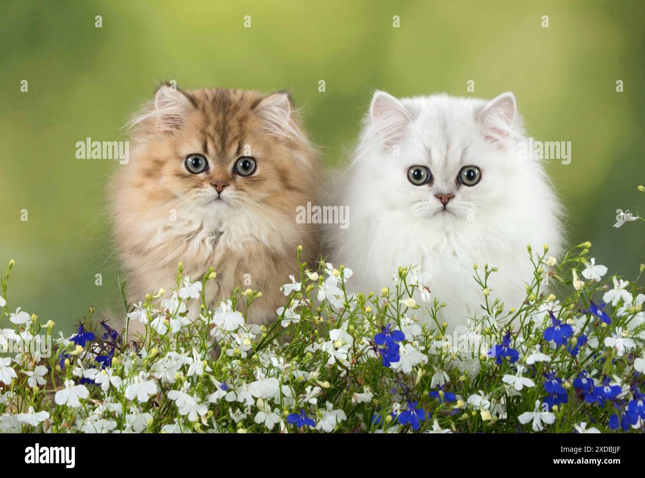 Pets pet animals animal hi-res stock photography and images - Alamy