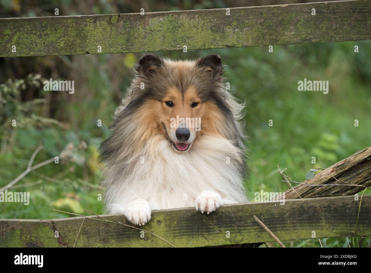 Dog Rough Collie Stock Photo
