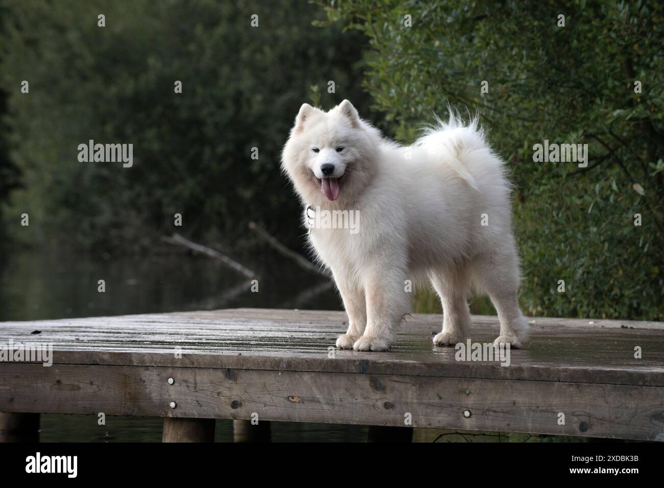 Samarpit Dog Pets pet animals animal hi-res stock photography and images - Alamy