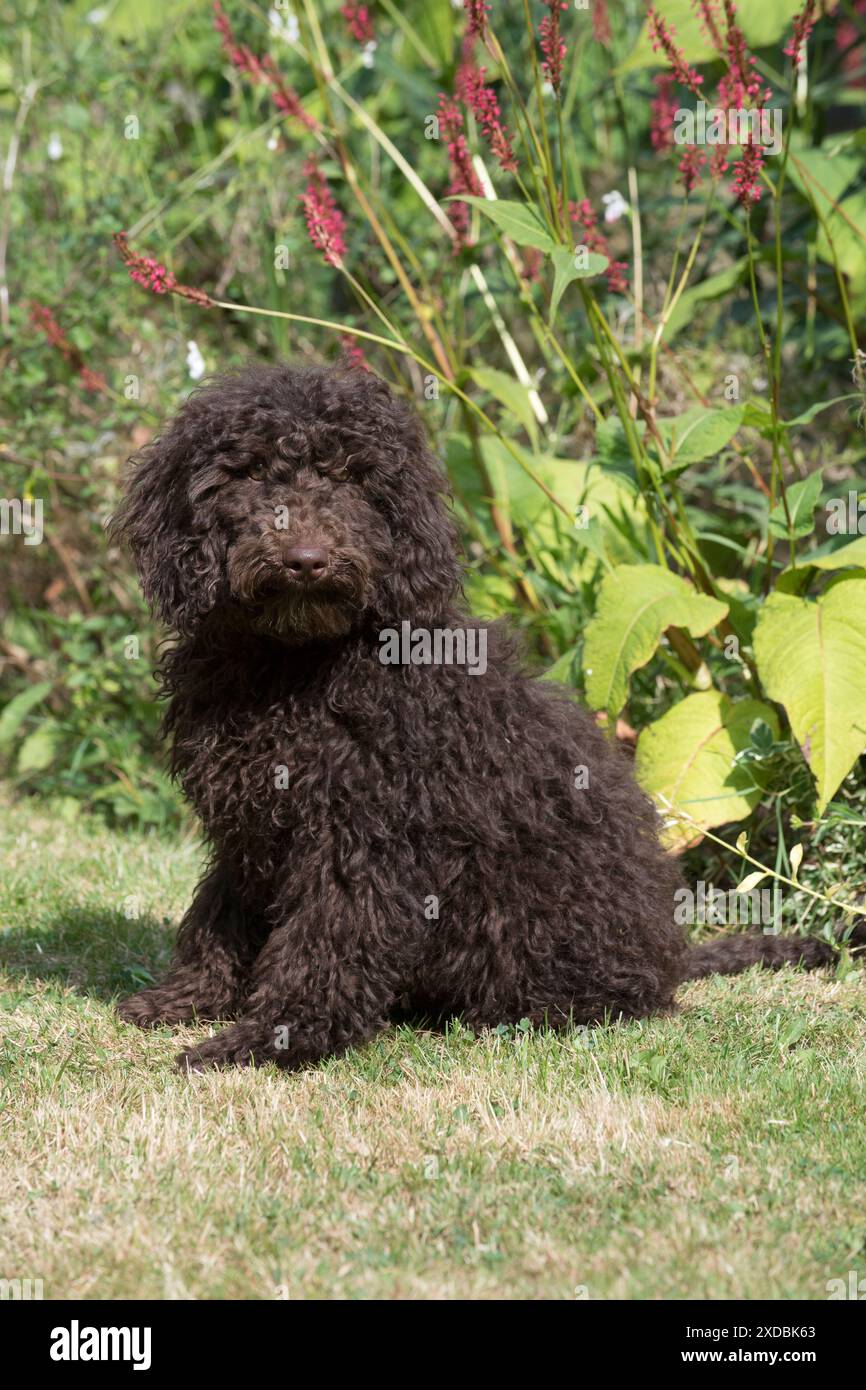 Dog Cockerpoo Stock Photo