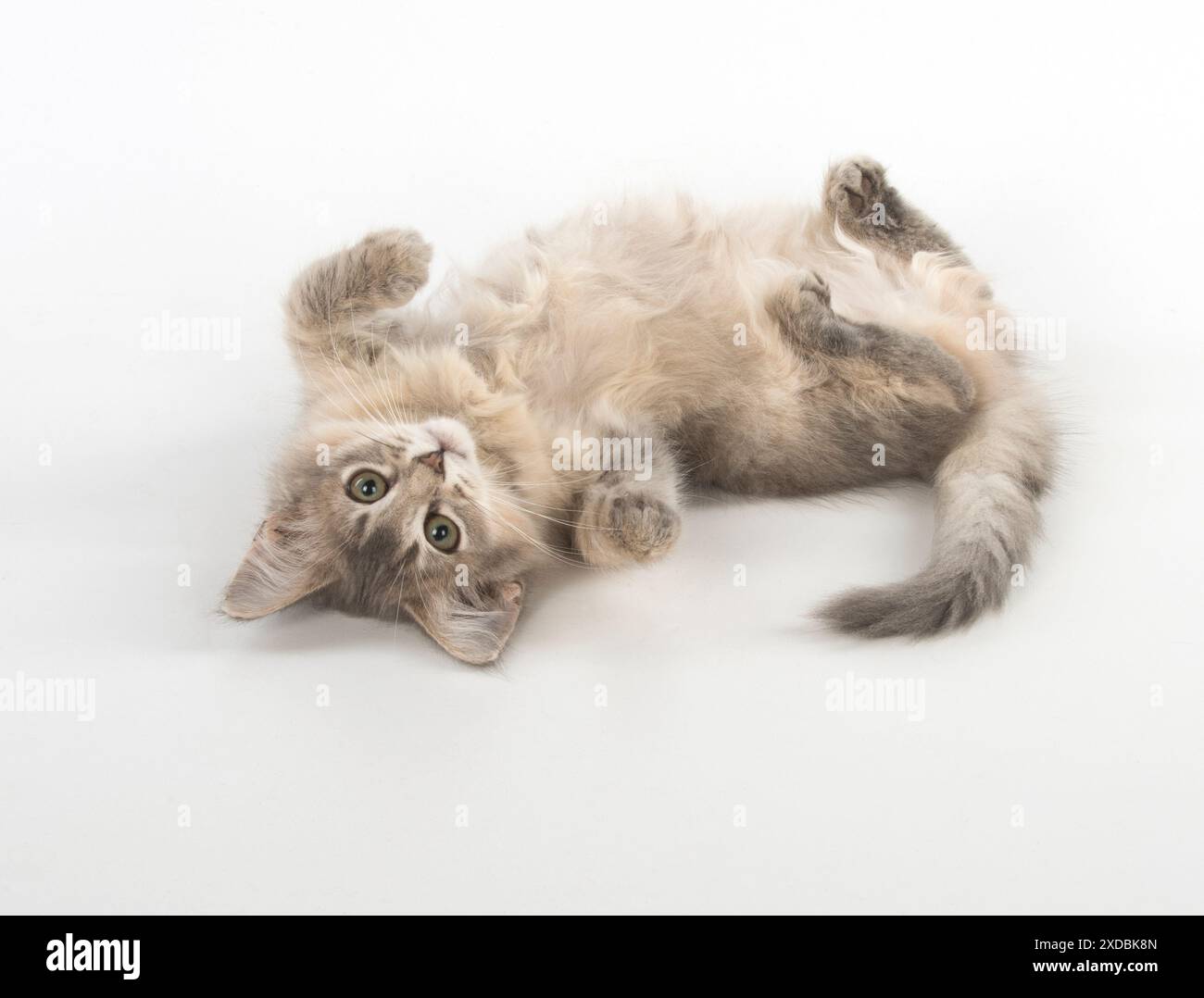 Cat Somali (blue) 3 month old kitten Stock Photo