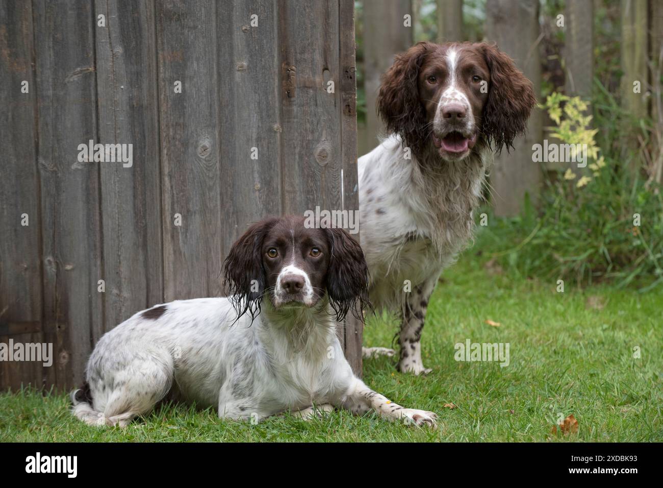 Dog Springer Spaniels Stock Photo