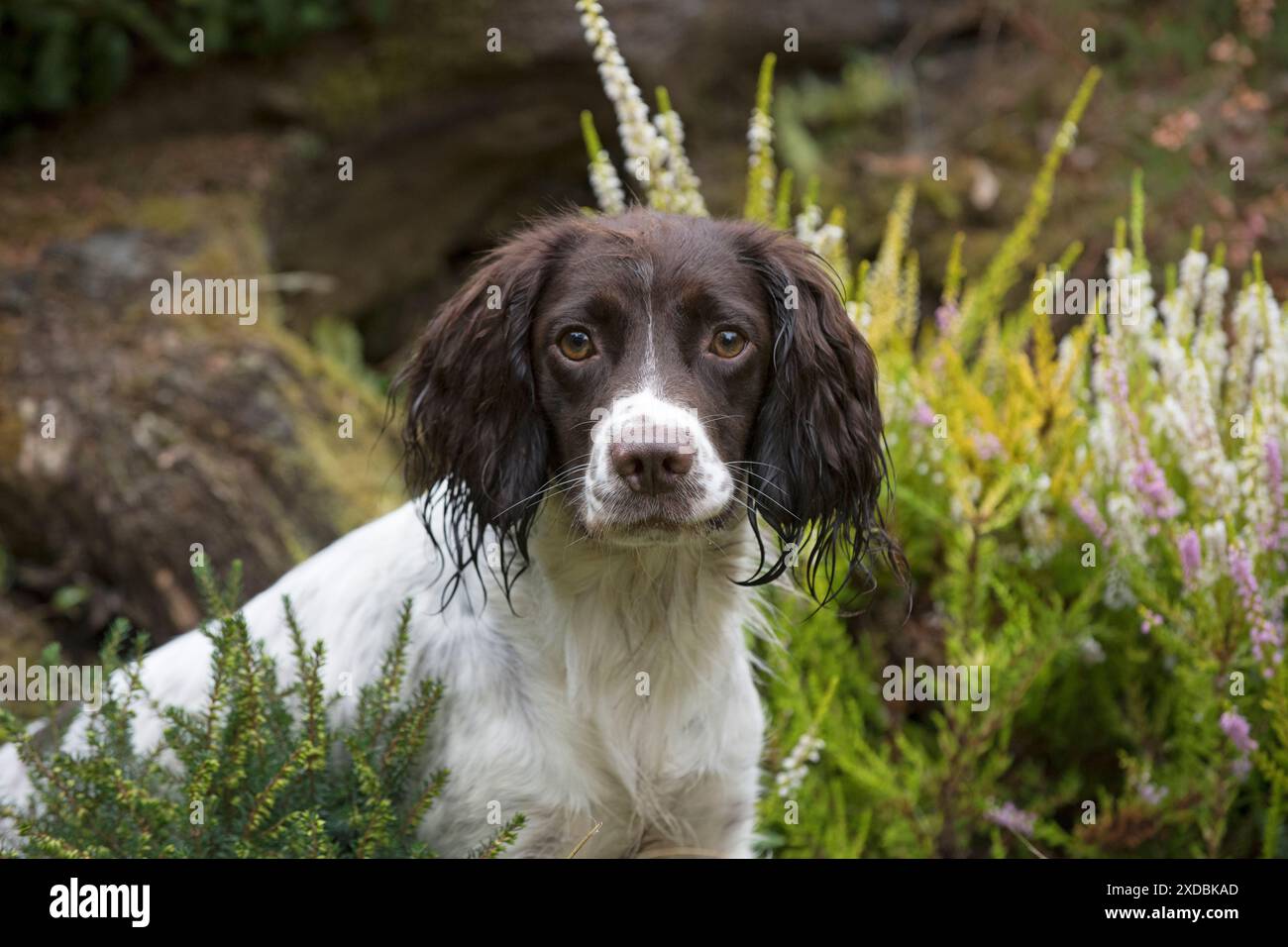Dog Springer Spaniel Stock Photo