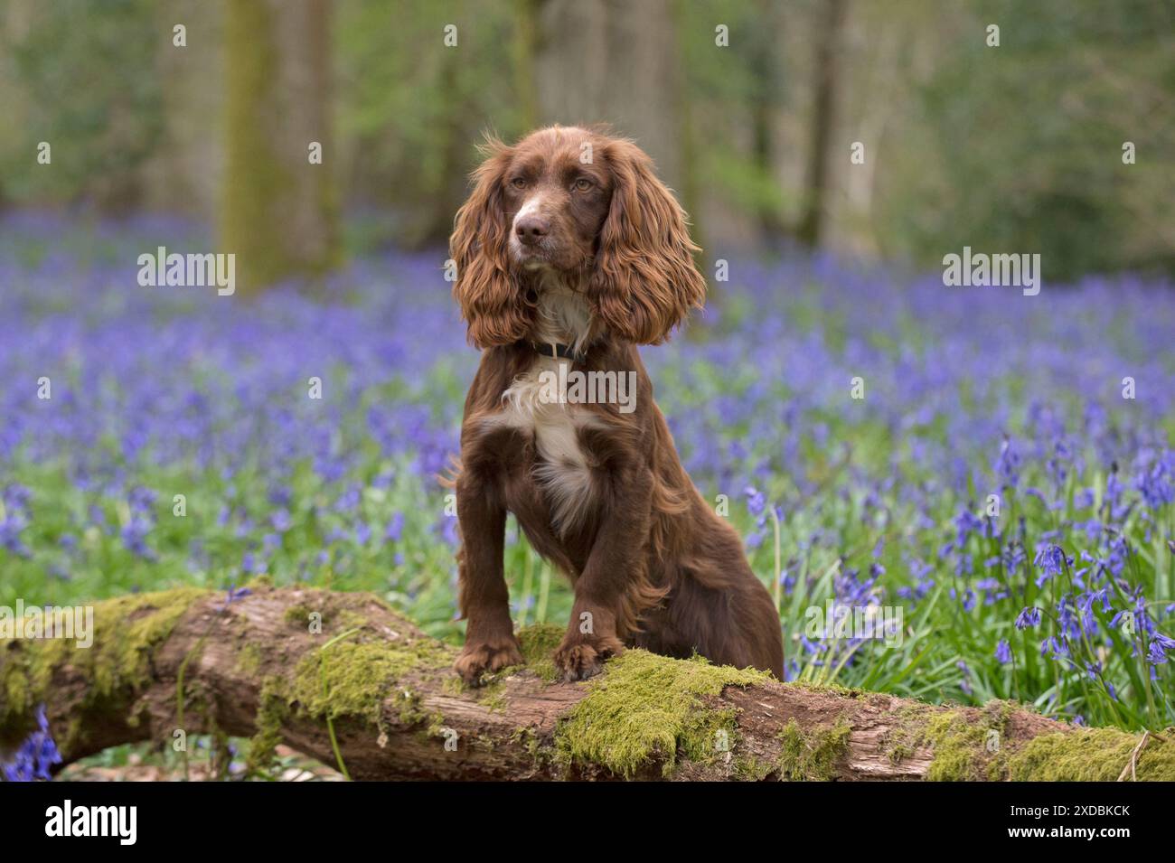 Dog Springer Spaniel in a Bluebell wood Stock Photo