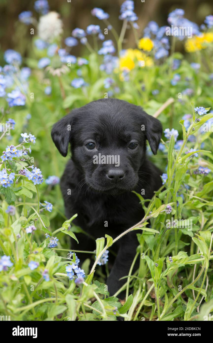 Dog Labrador 8 week old puppy Stock Photo