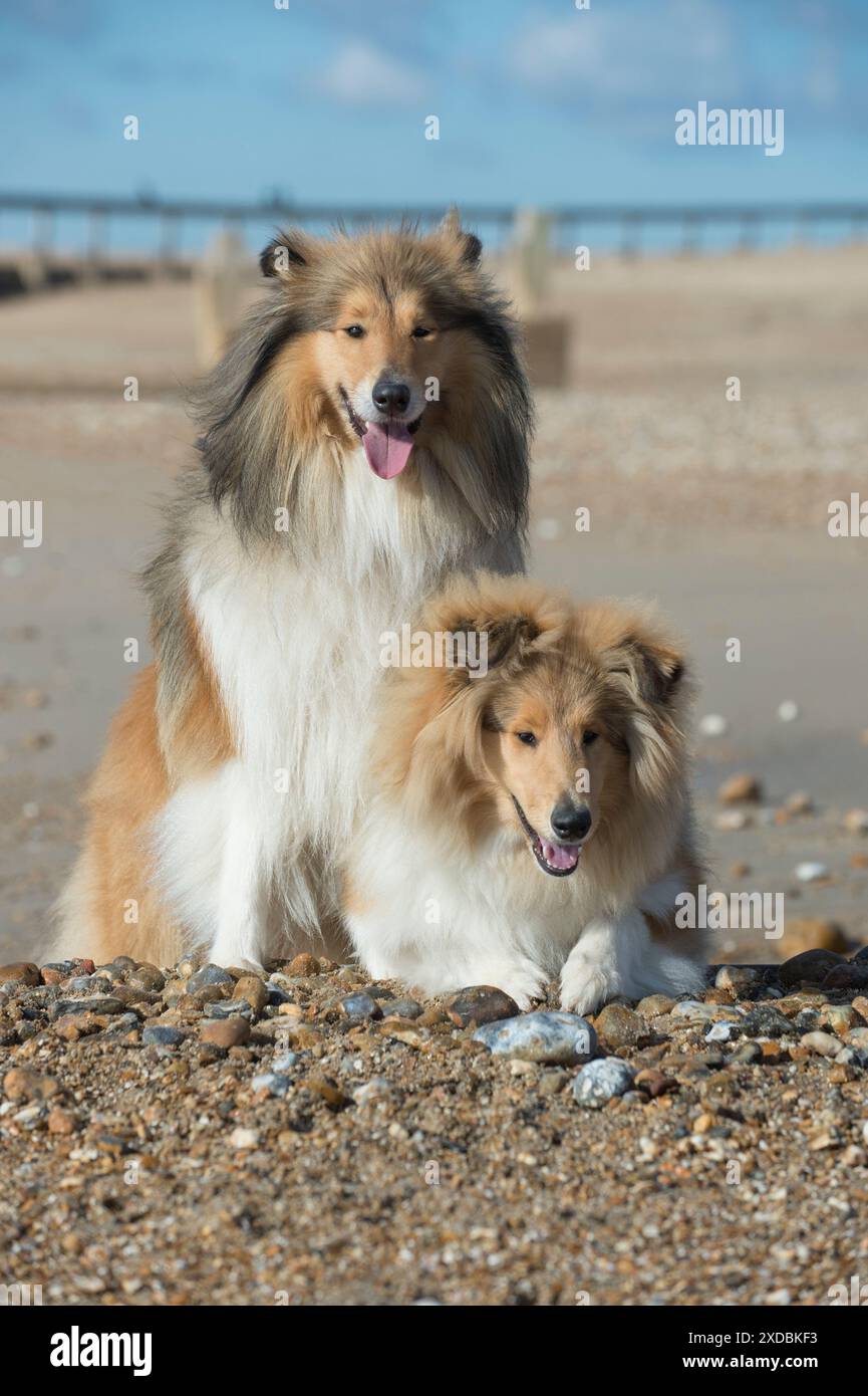 Dog Rough Collies on a beach looking over break water Stock Photo