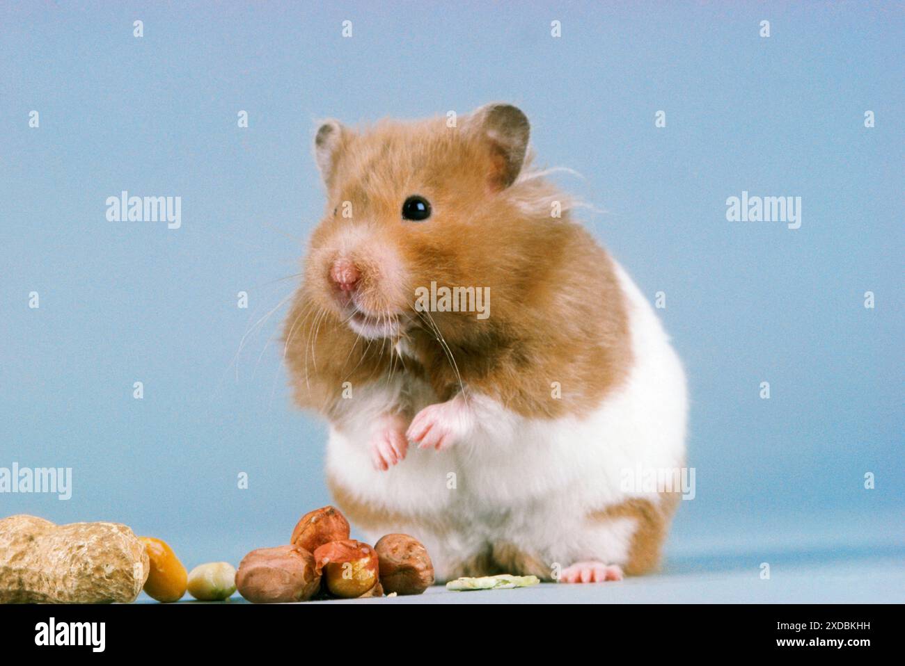 HAMSTER - and nuts Stock Photo