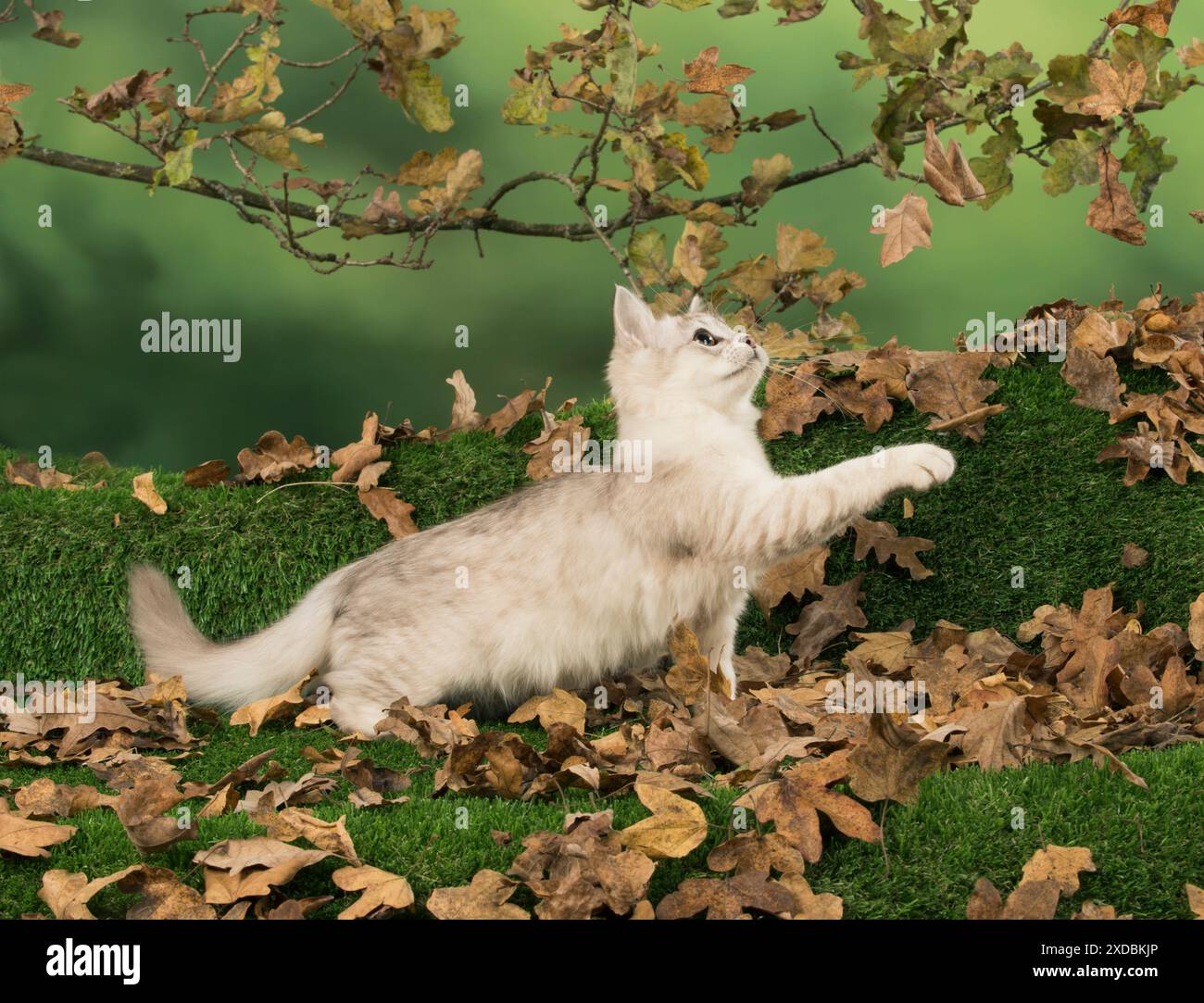 Pets pet animals animal hi-res stock photography and images - Alamy