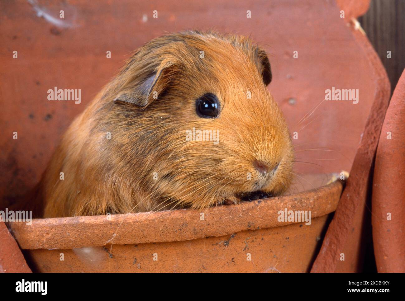 GUINEA PIG - IN FLOWER POT Stock Photo