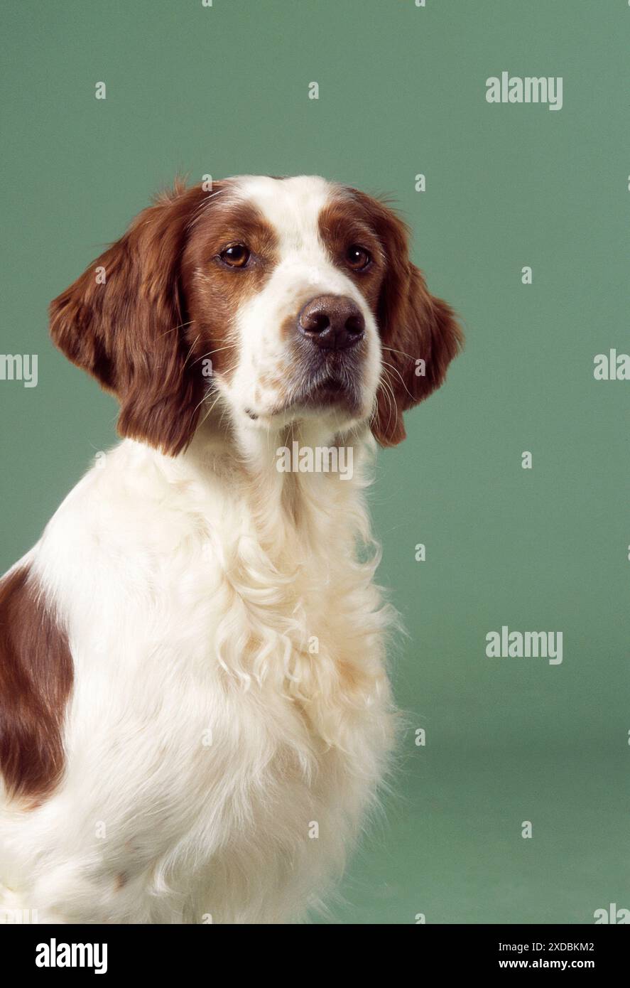 Irish Red & White Setter Dog Stock Photo Alamy