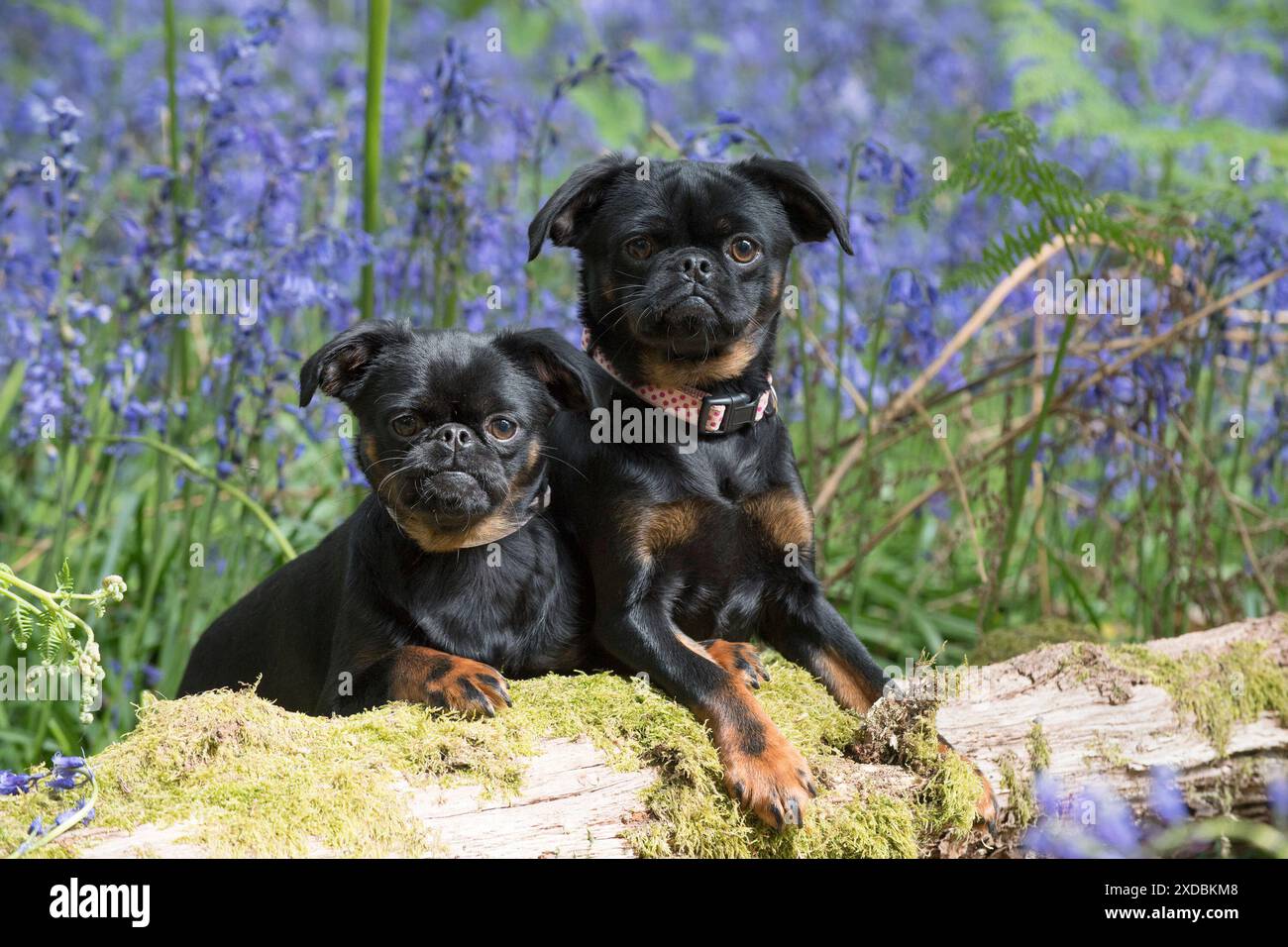 Griffon brabancon petit hi-res stock photography and images - Alamy