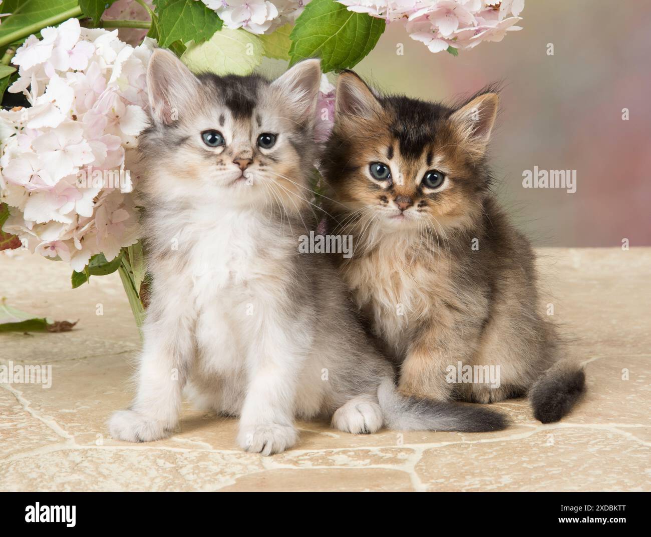 CAT. Somali kitten (brown usual &amp; grey usual Stock Photo