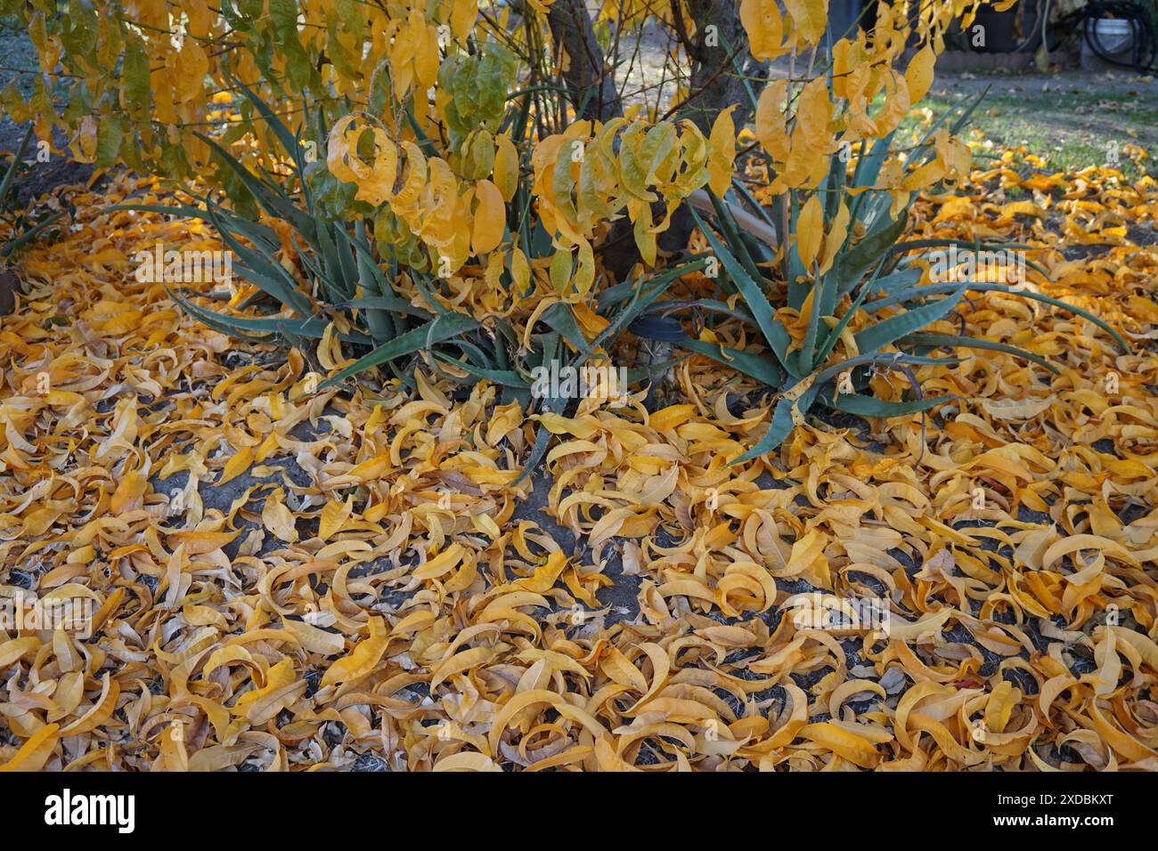 Yellow carpet hi-res stock photography and images - Alamy