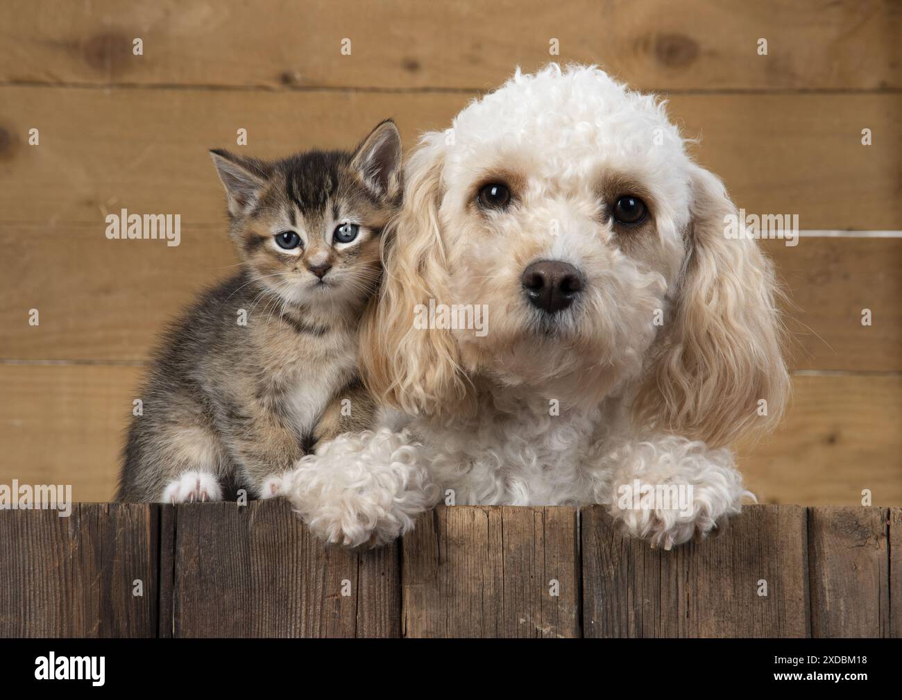 DOG. Cavapoo with tabby kitten Stock Photo