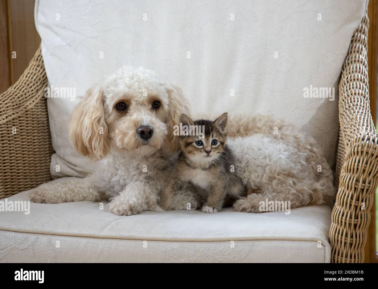 DOG. Cavapoo with a tabby kitten in a chair Stock Photo