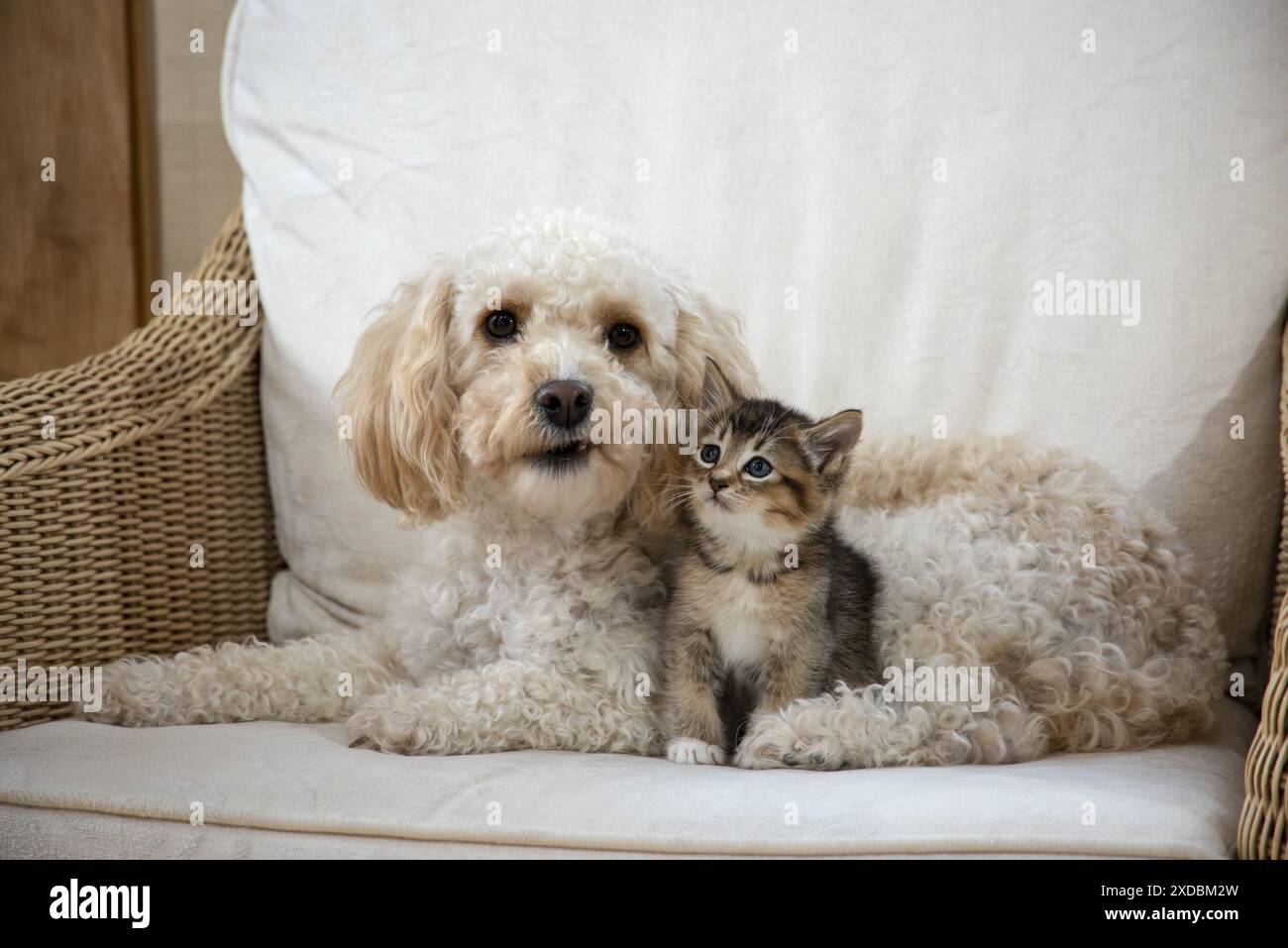 DOG. Cavapoo with a tabby kitten in a chair Stock Photo