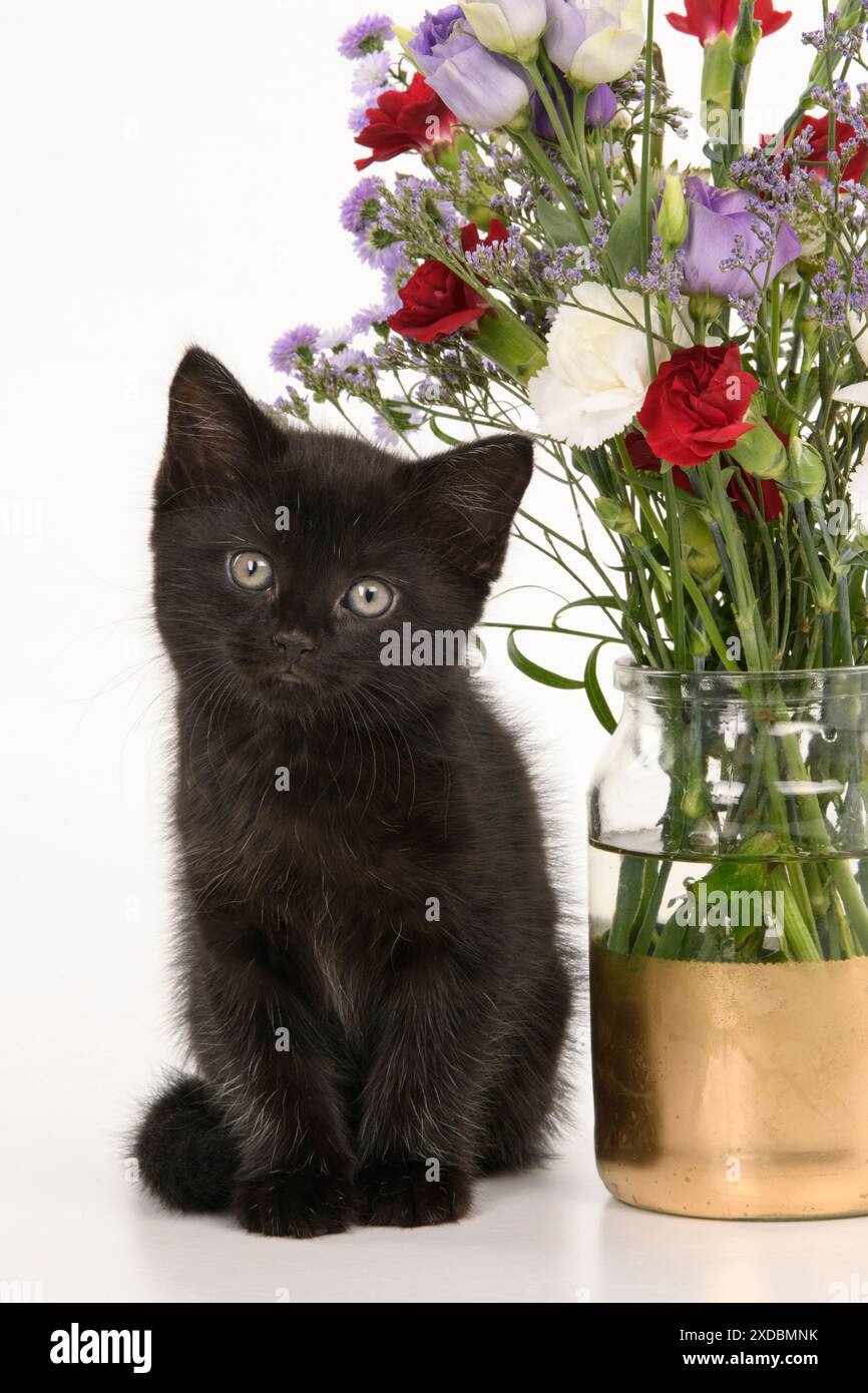 CAT.  7 weeks old black kitten, with flowers, studio, white Stock Photo