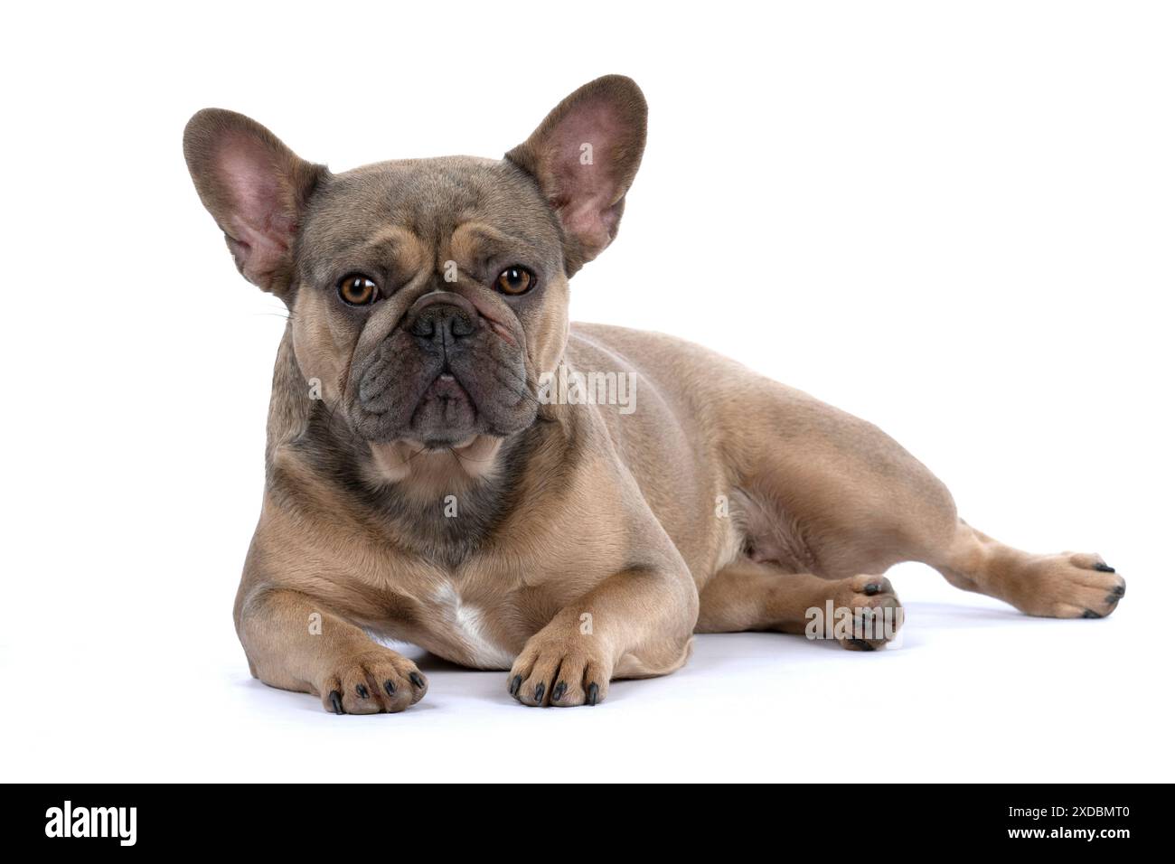 bulldog-laying-down-hi-res-stock-photography-and-images-alamy