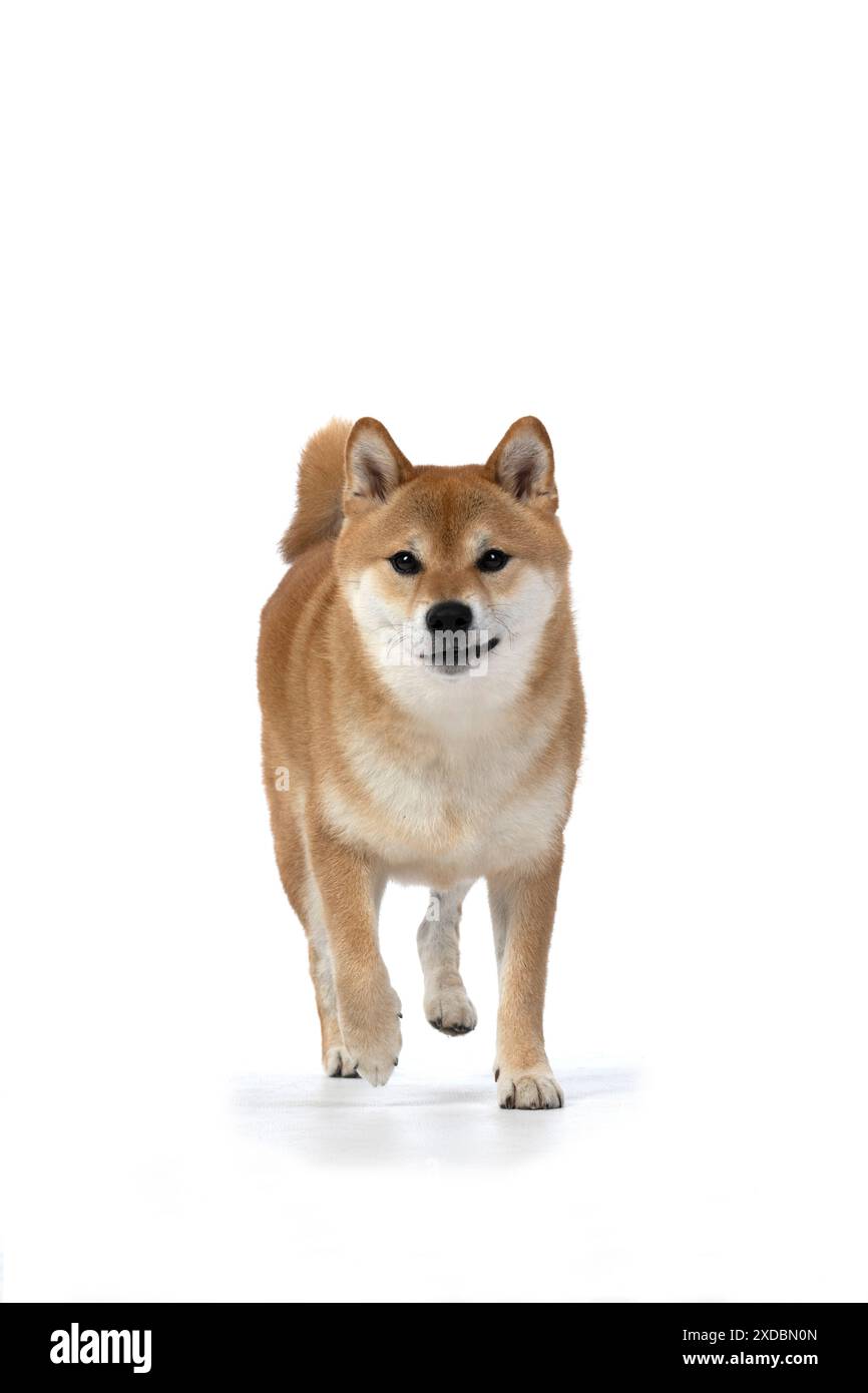 Shibas hi-res stock photography and images - Alamy